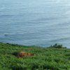 une vache au bord de l'eau